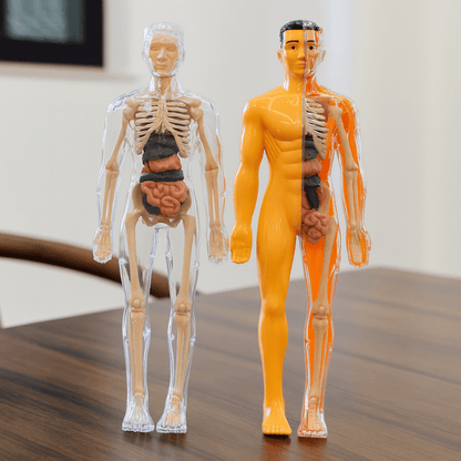 3D Anatomie Puzzel Menselijk Lichaam Voor Kinderen - KidsKorner