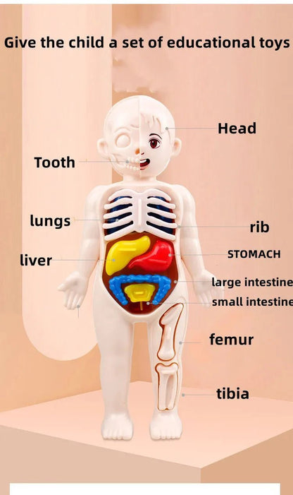 Anatomie Menselijk Lichaam Model – 13 - Delig - KidsKorner