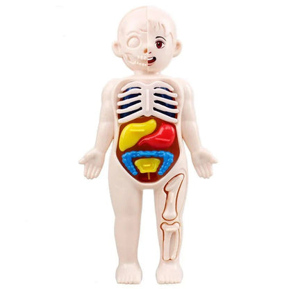 Anatomie Menselijk Lichaam Model – 13 - Delig - KidsKorner